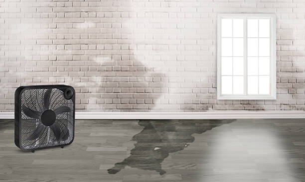 Best Water damage cleanup near me  in Presque Isle, ME